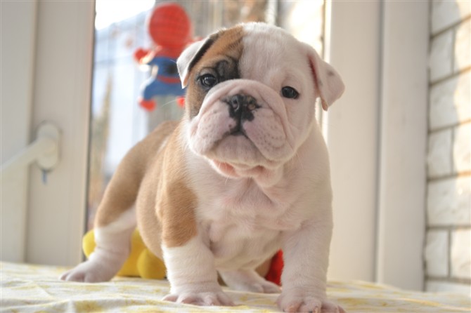 家里的英牛宝宝很萌