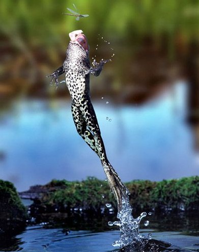 青蛙水中跃起扑食