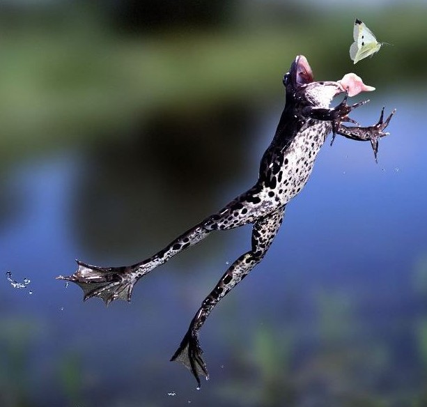 青蛙水中跃起扑食