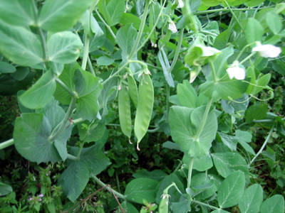 绿油油的菜园子