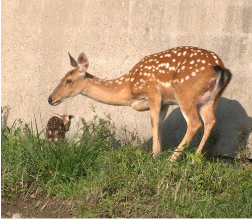 清凉峰那第一次拍到野生梅花鹿生宝宝了图