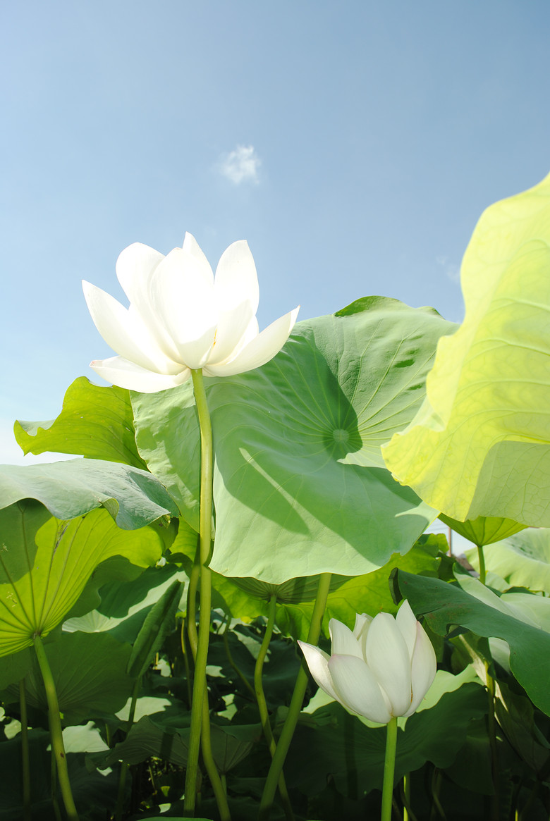 白莲花-晒照片-摄影部落-临安19楼