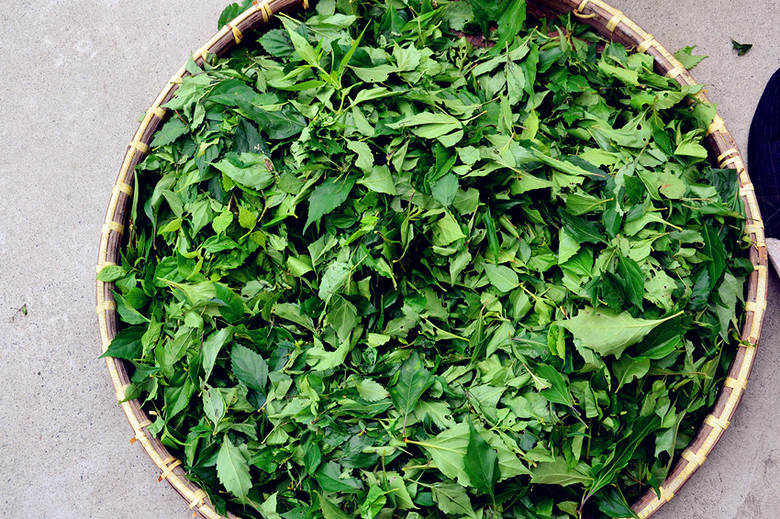 纯天然树叶豆腐