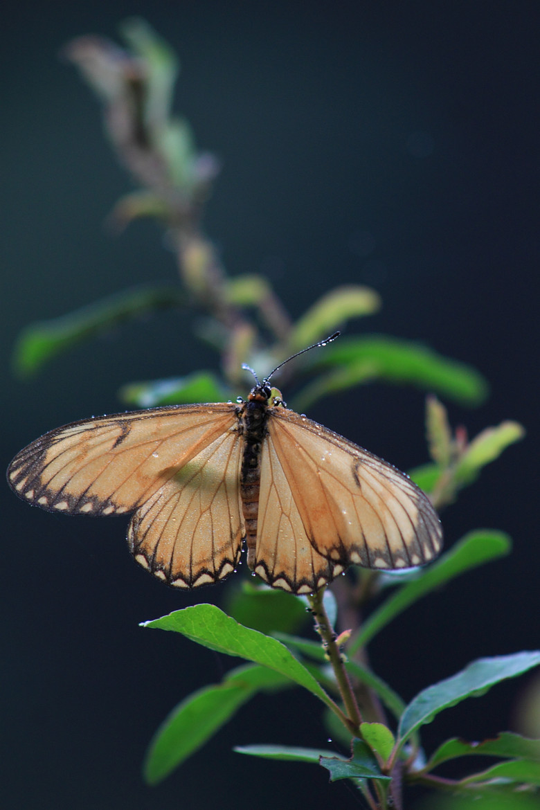 天目山摄蜻蜓和蝴蝶