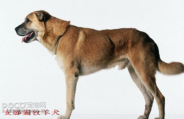 世界名犬品种大全图片