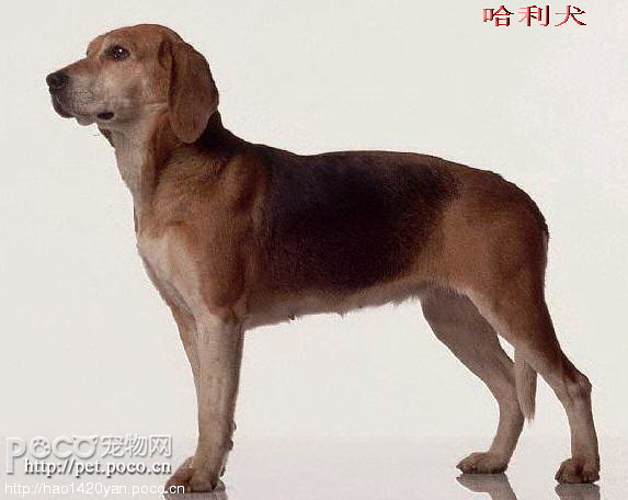 世界名犬品种大全图片