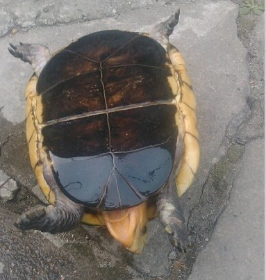 有谁或者哪个大酒店要野生母夹板龟已经生蛋过的了