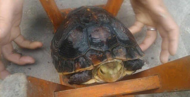 有谁或者哪个大酒店要野生母夹板龟已经生蛋过的了