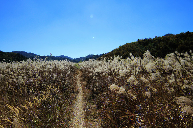 正午大明山顶千亩田
