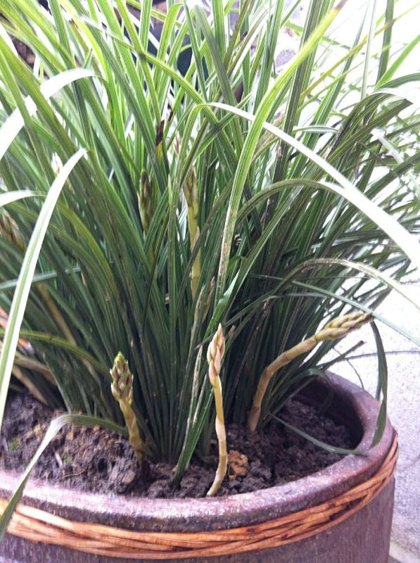 九节兰(惠兰)值钱吗?