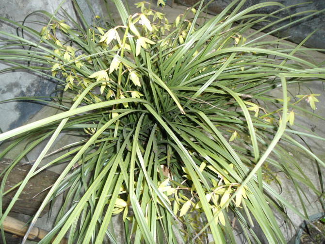 九节兰(惠兰)值钱吗?