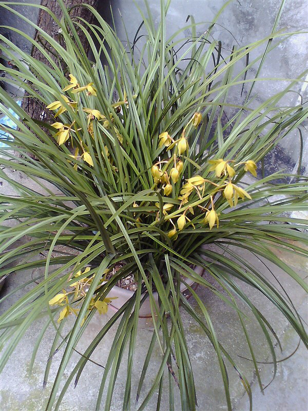 九节兰(惠兰)值钱吗?