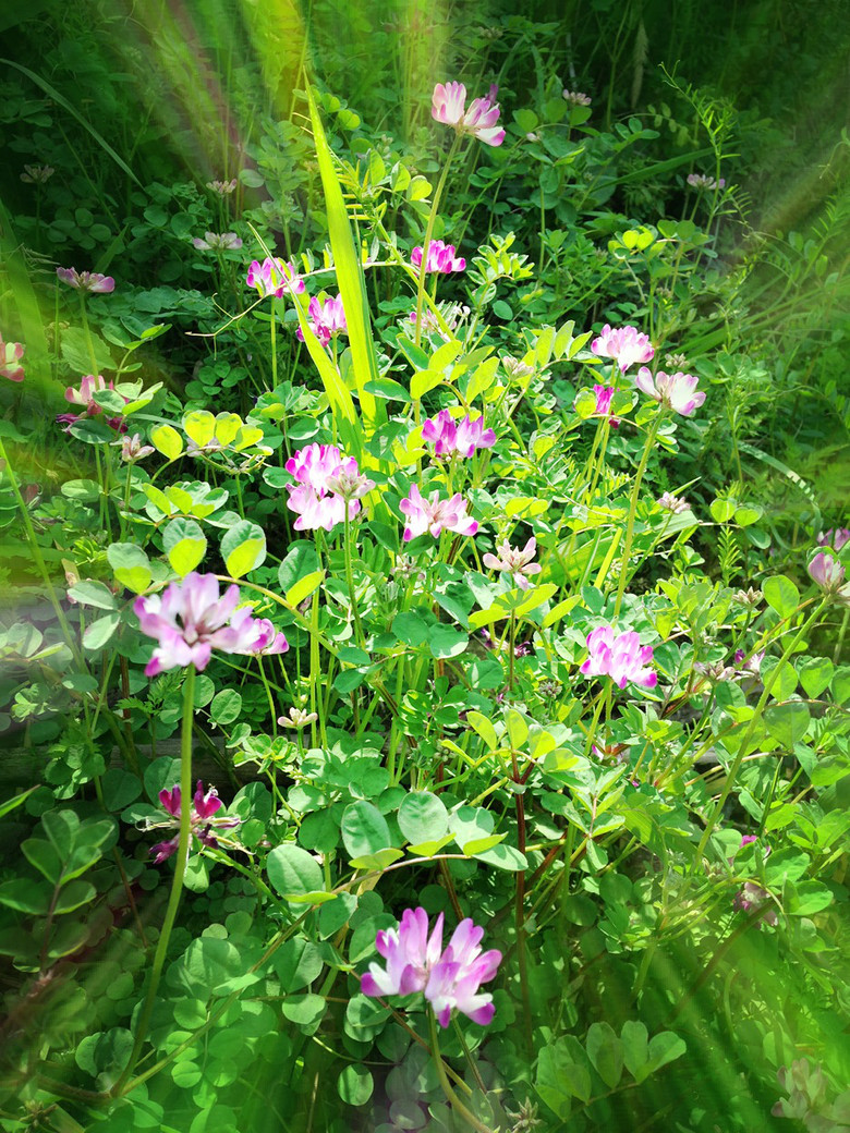 闲花野草的春天