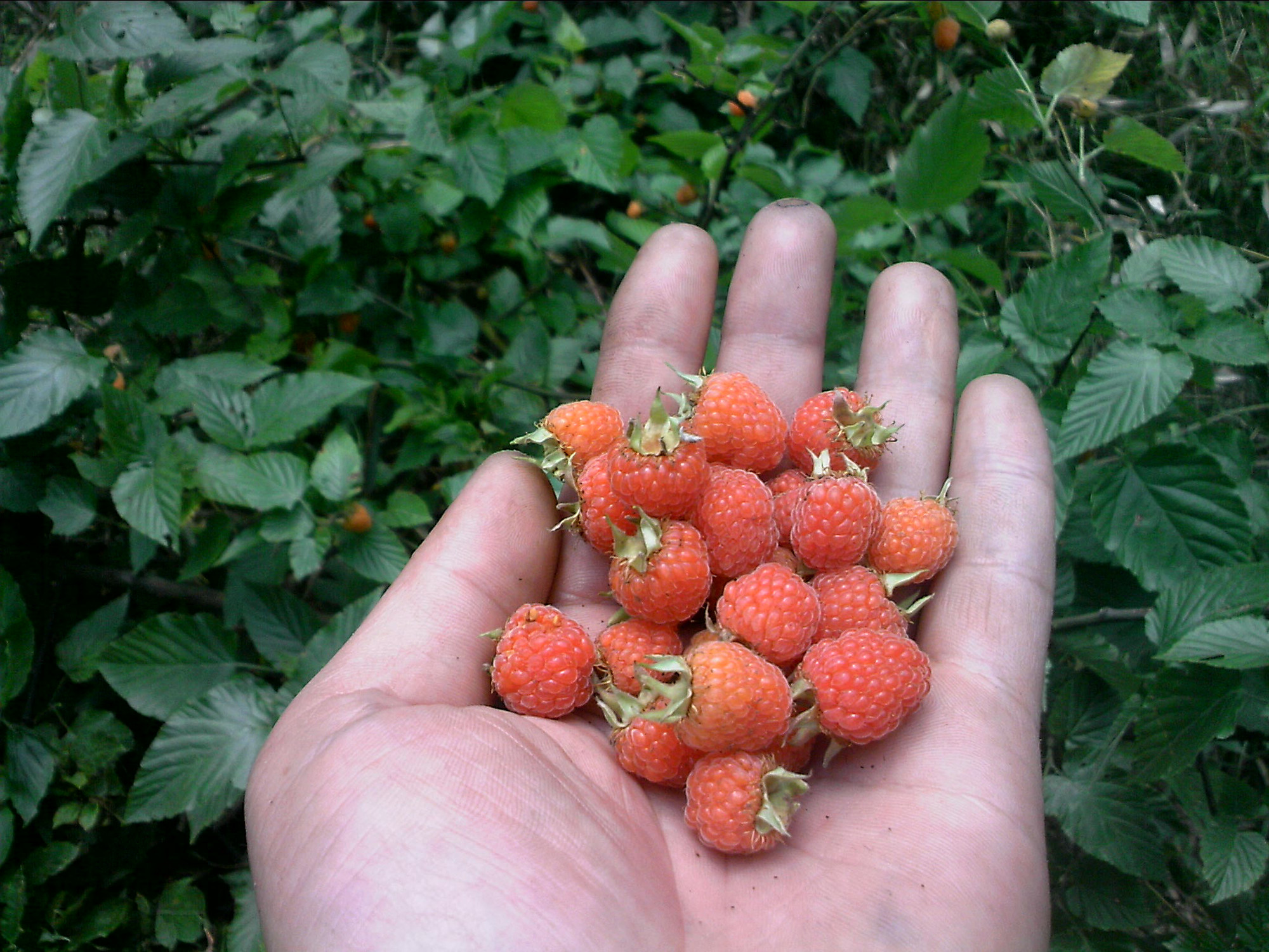 嘎公嘎婆这个年年有