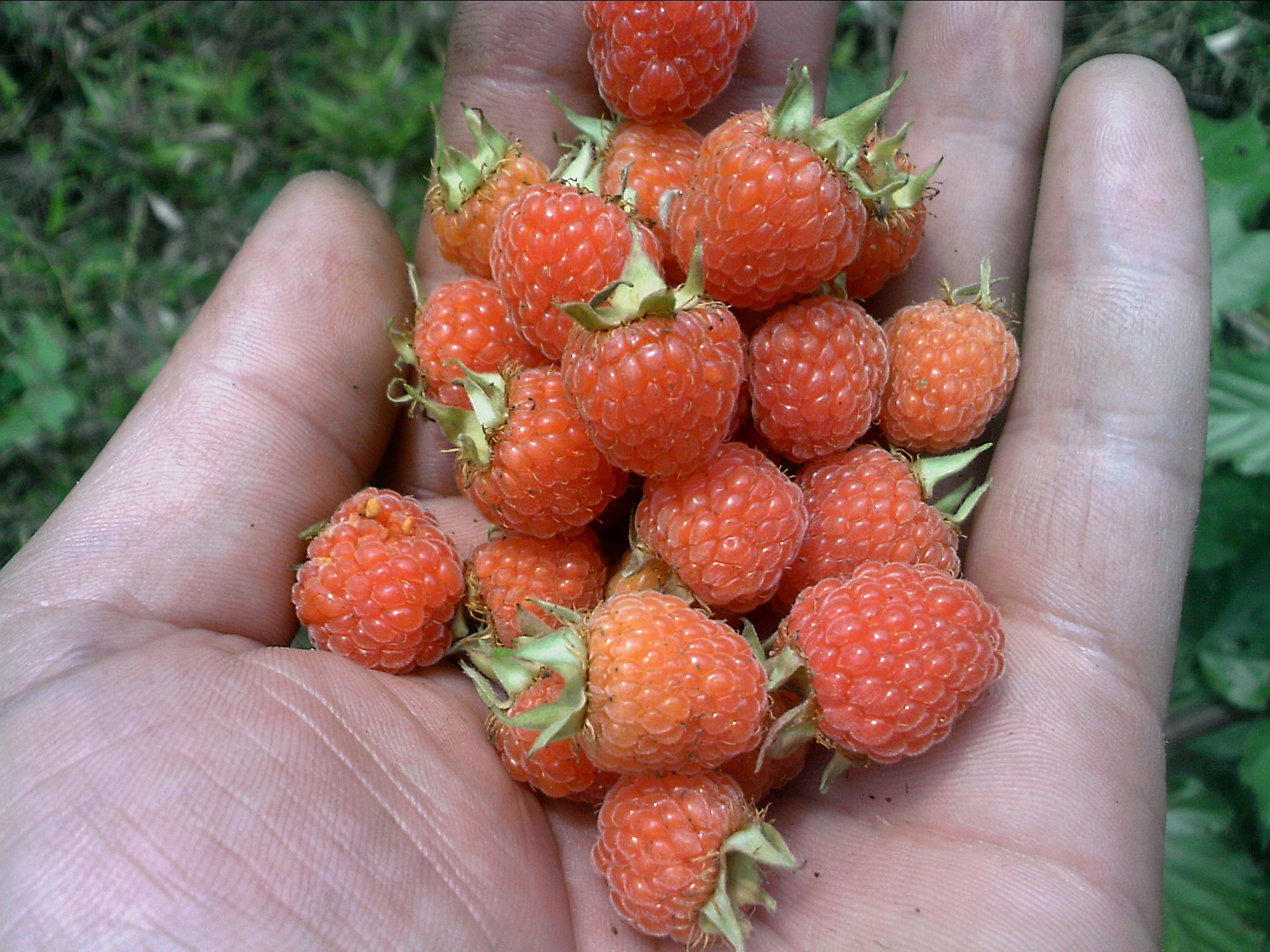 嘎公嘎婆这个年年有