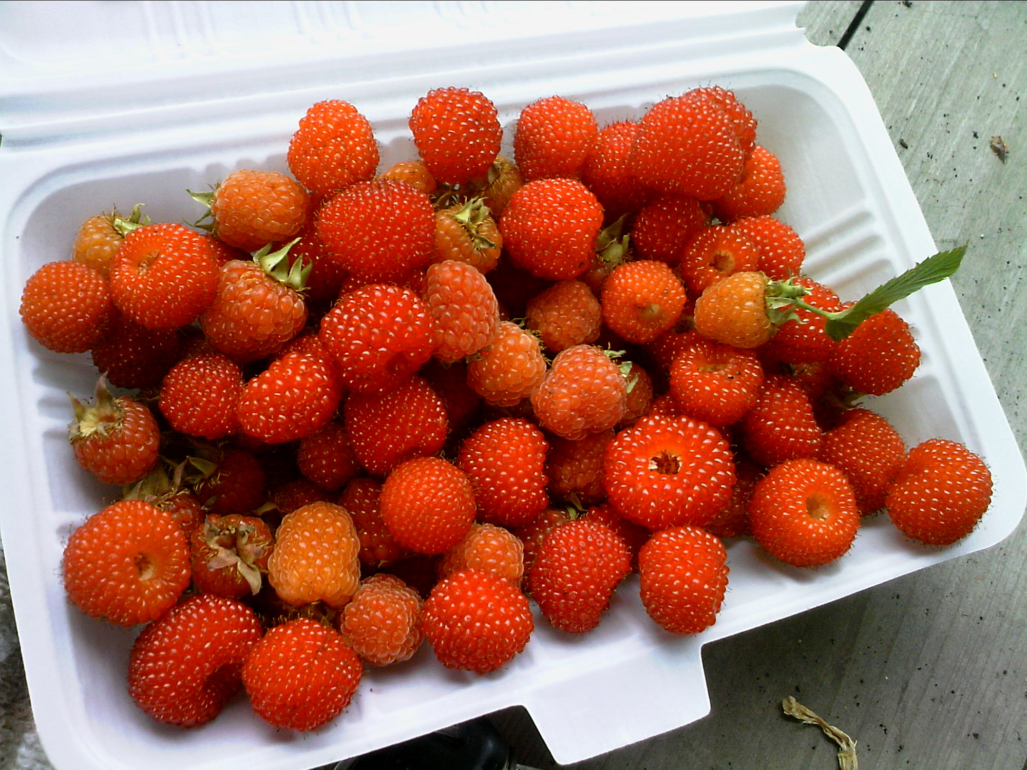 嘎公嘎婆这个年年有