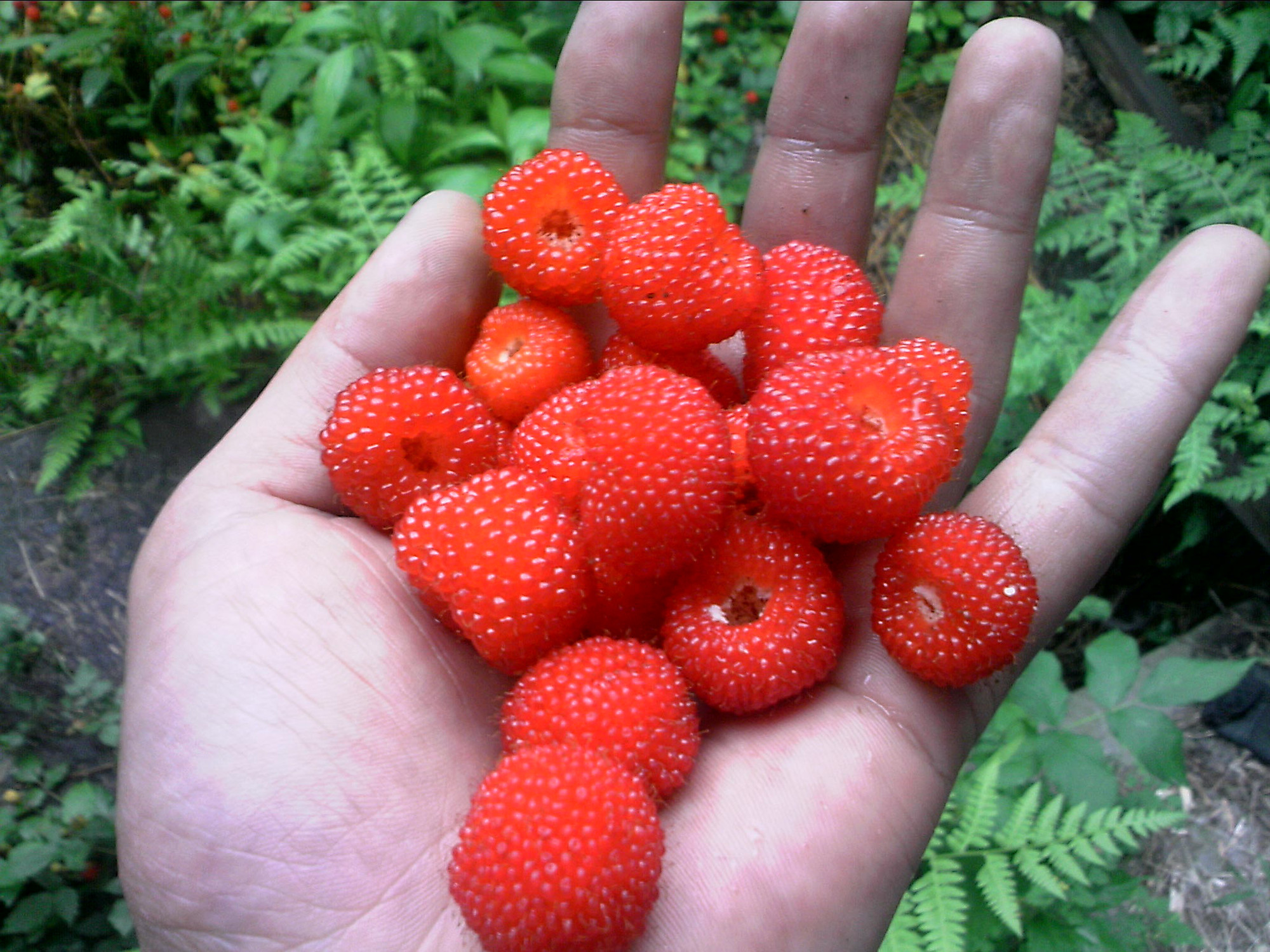 嘎公嘎婆这个年年有