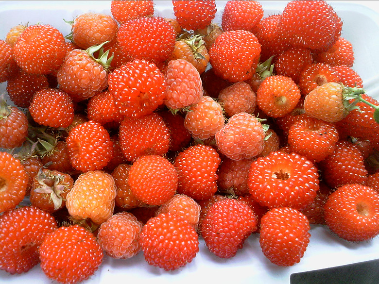 嘎公嘎婆这个年年有