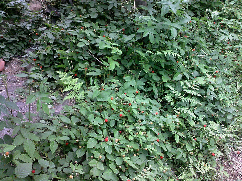 嘎公嘎婆这个年年有