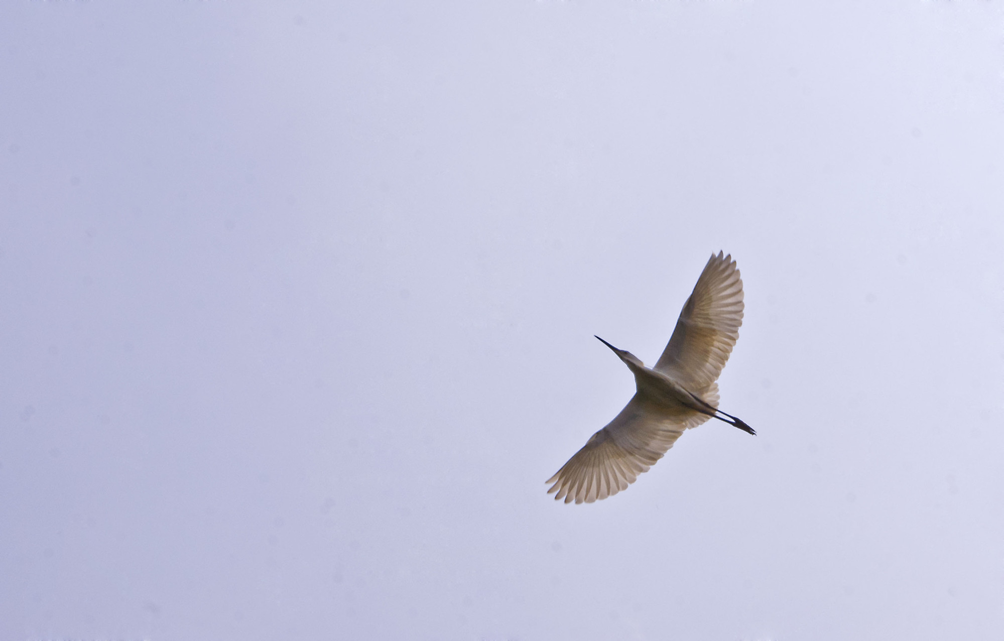 羡慕那自由飞翔的鸟儿
