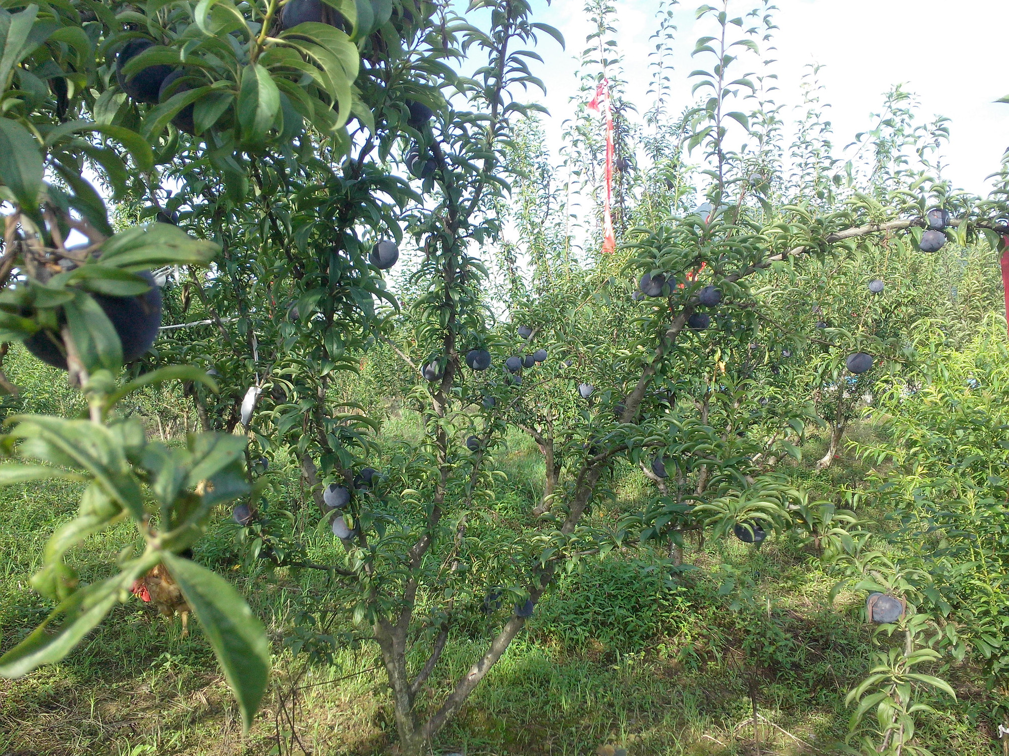 美味黑布林成熟了