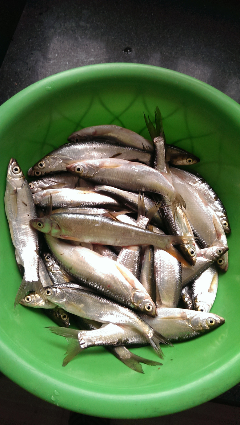 餐条餐条今天钓的鱼