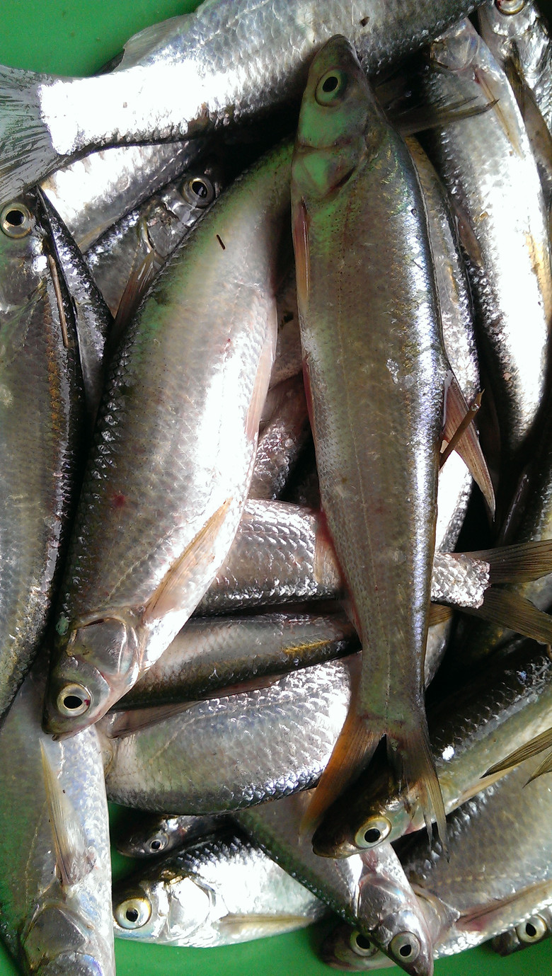 餐条餐条今天钓的鱼