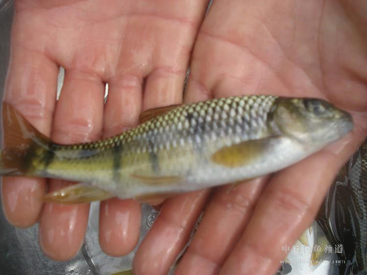 最近临安各地药鱼的事屡屡发生渔政部门该作为一下了