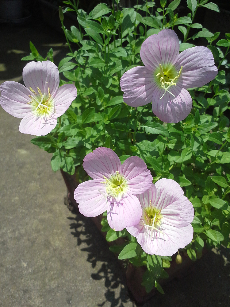 美丽月见草,相对她的茎叶来说,花朵就是巨无霸了