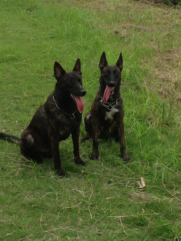 荷兰牧羊犬黑豹