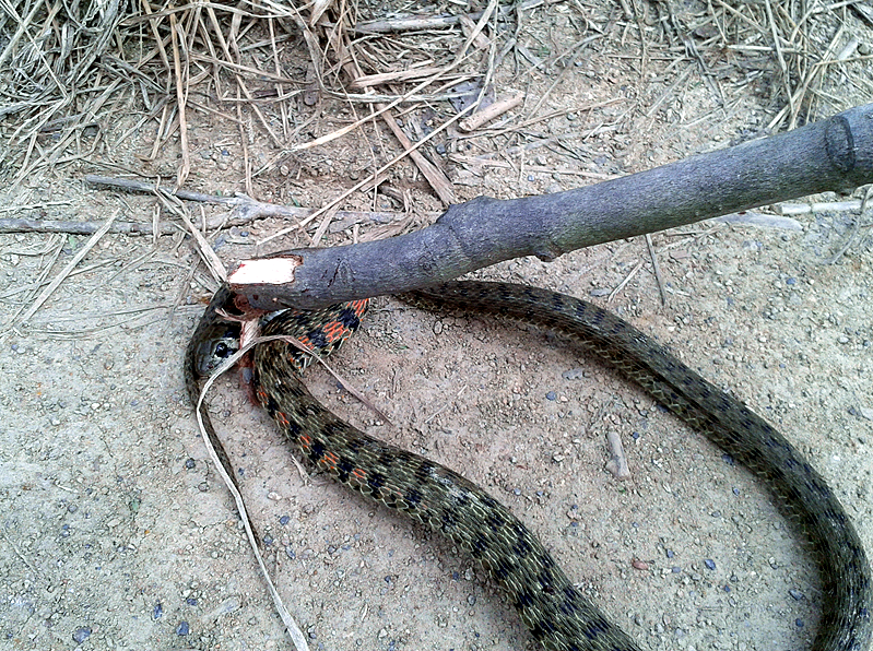 路边打死一条蛇,请大家来鉴定.
