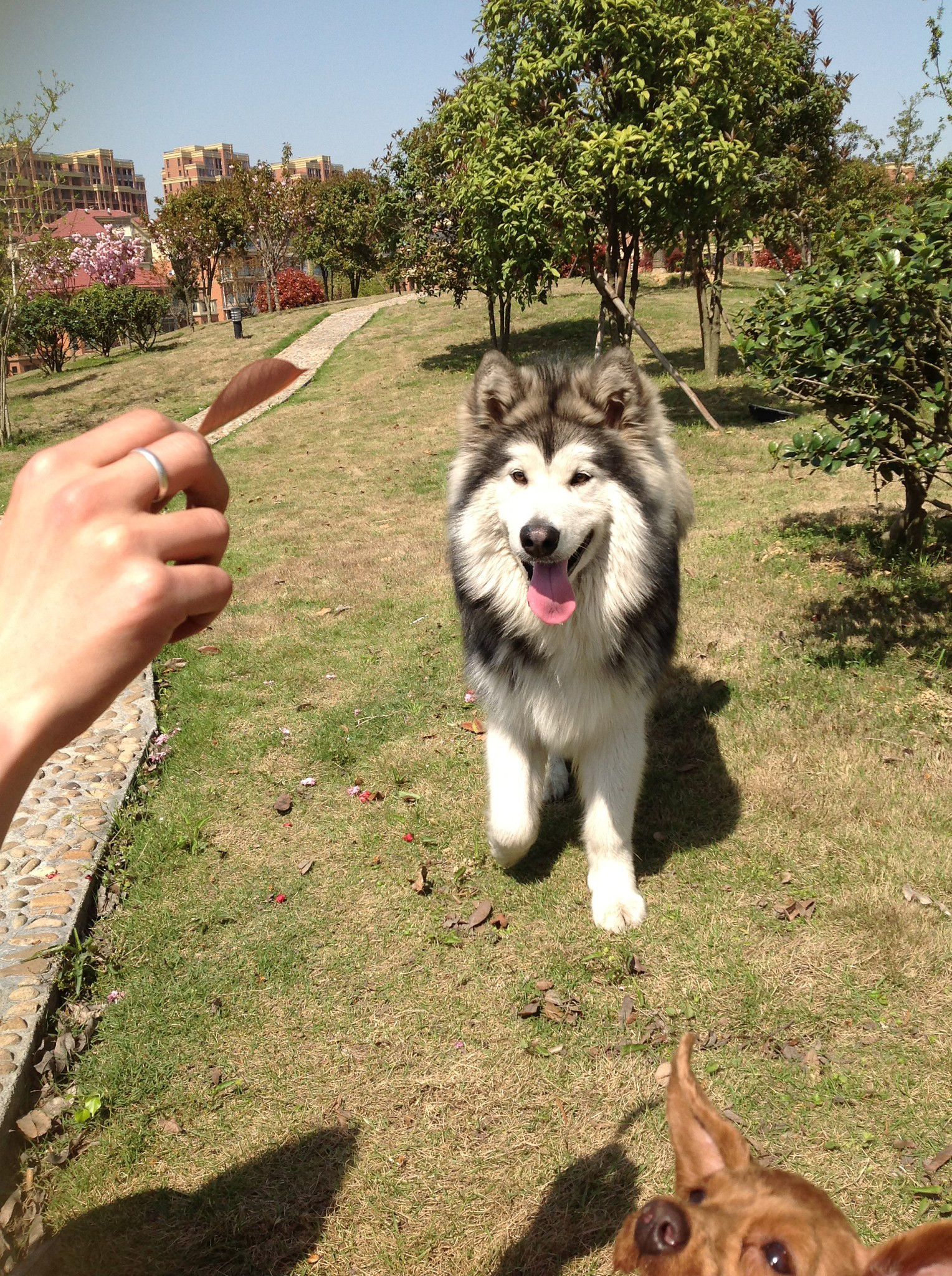 寻找桃脸阿拉斯加!