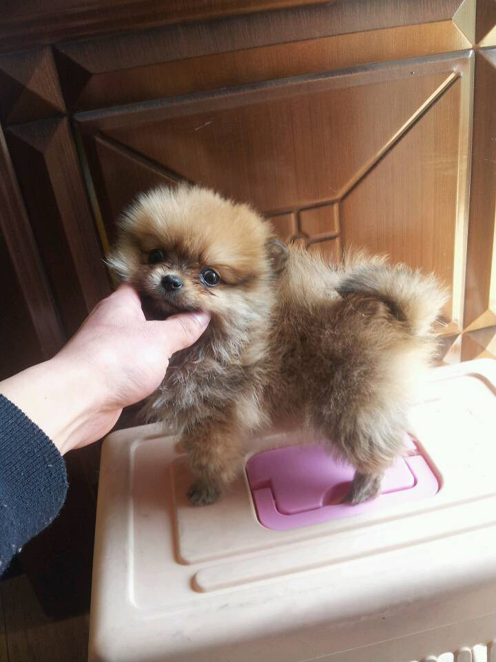 长不大的小博美