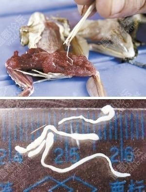 春夏来临,野味盛行,害怕蛇蛙寄生虫么?