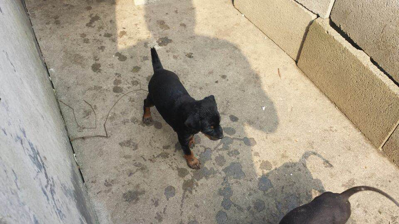 出售太仓小猎犬