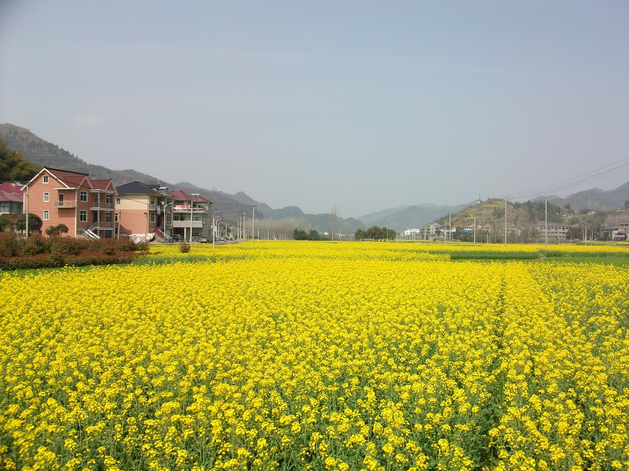 洞桥油菜花