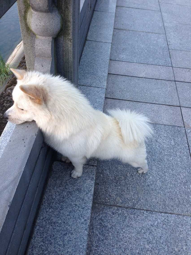 寻找一只白色狗背上的毛有点黄的看到的希望能和我联系谢谢了