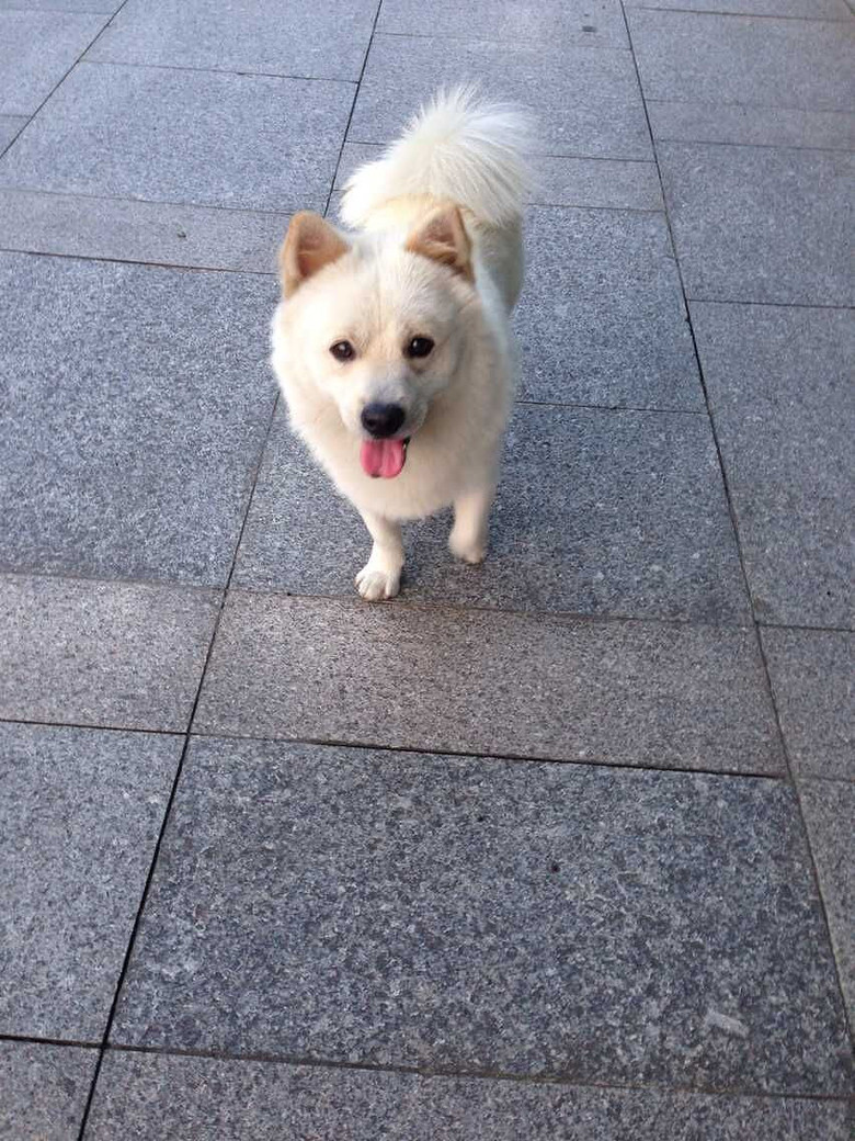 寻找一只白色狗背上的毛有点黄的看到的希望能和我联系谢谢了