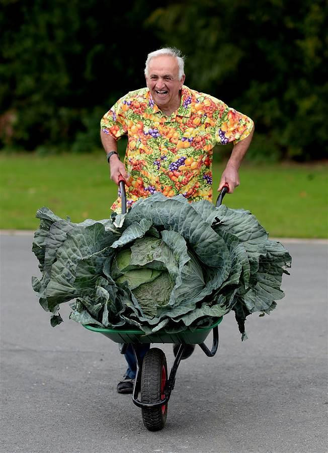 英国举行巨型蔬菜大赛 230公斤重南瓜亮相