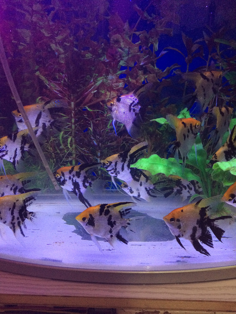 自家繁殖热带鱼熊猫神仙各种年龄段都有