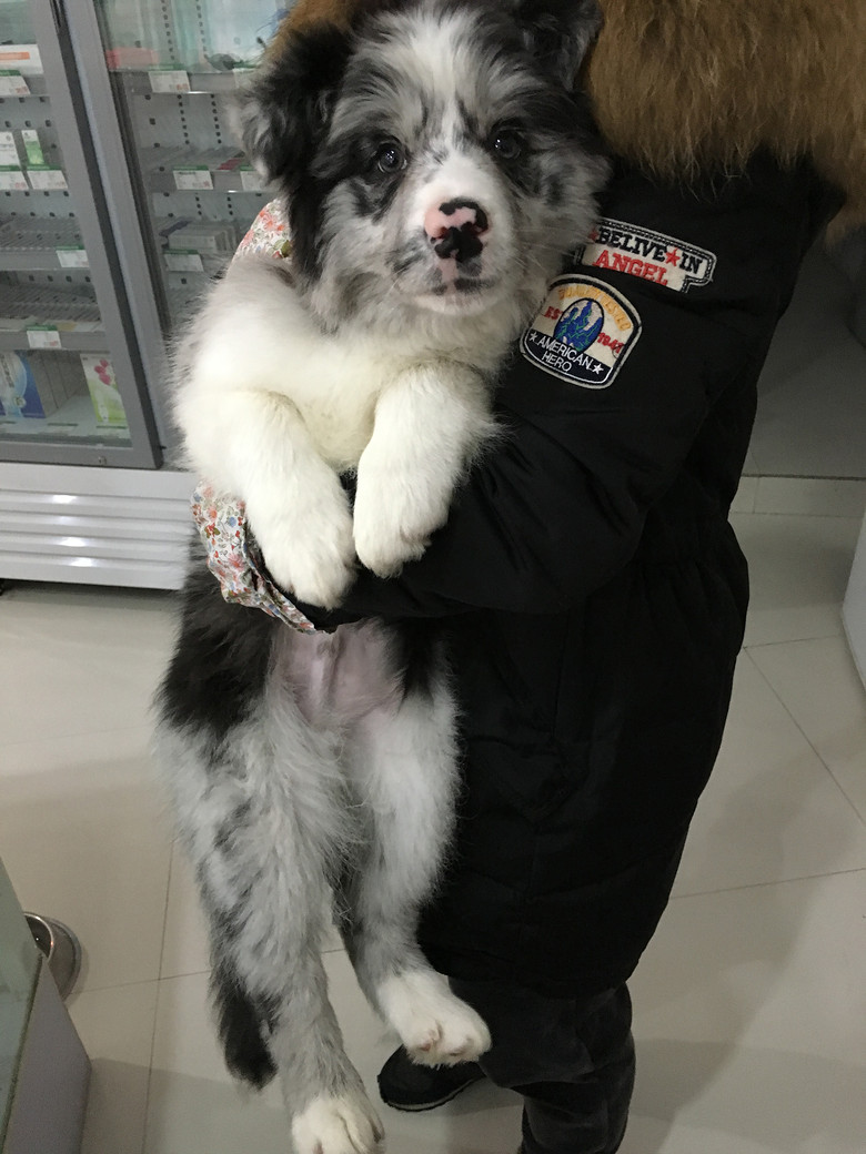 陨石小边牧喜欢的快来