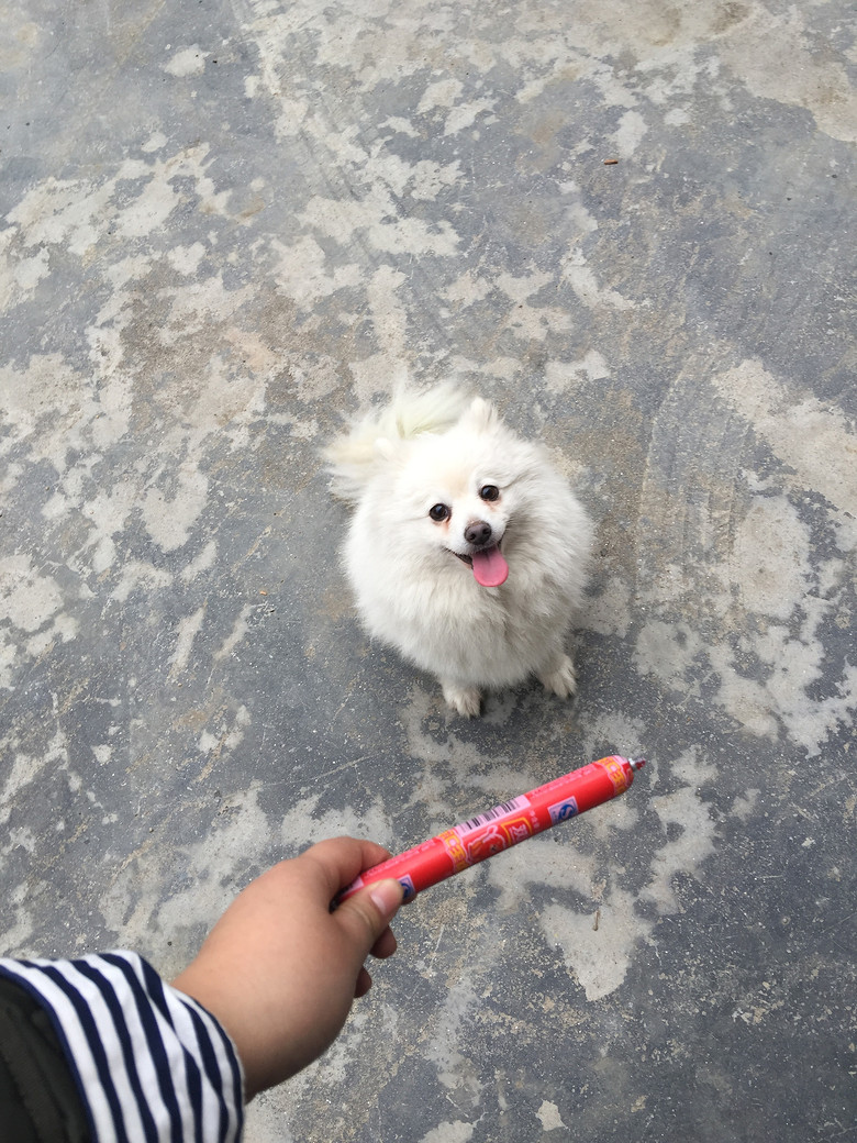 家养意大利狐狸犬宝宝