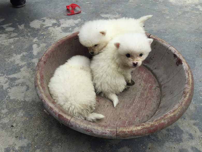 家养意大利狐狸犬宝宝