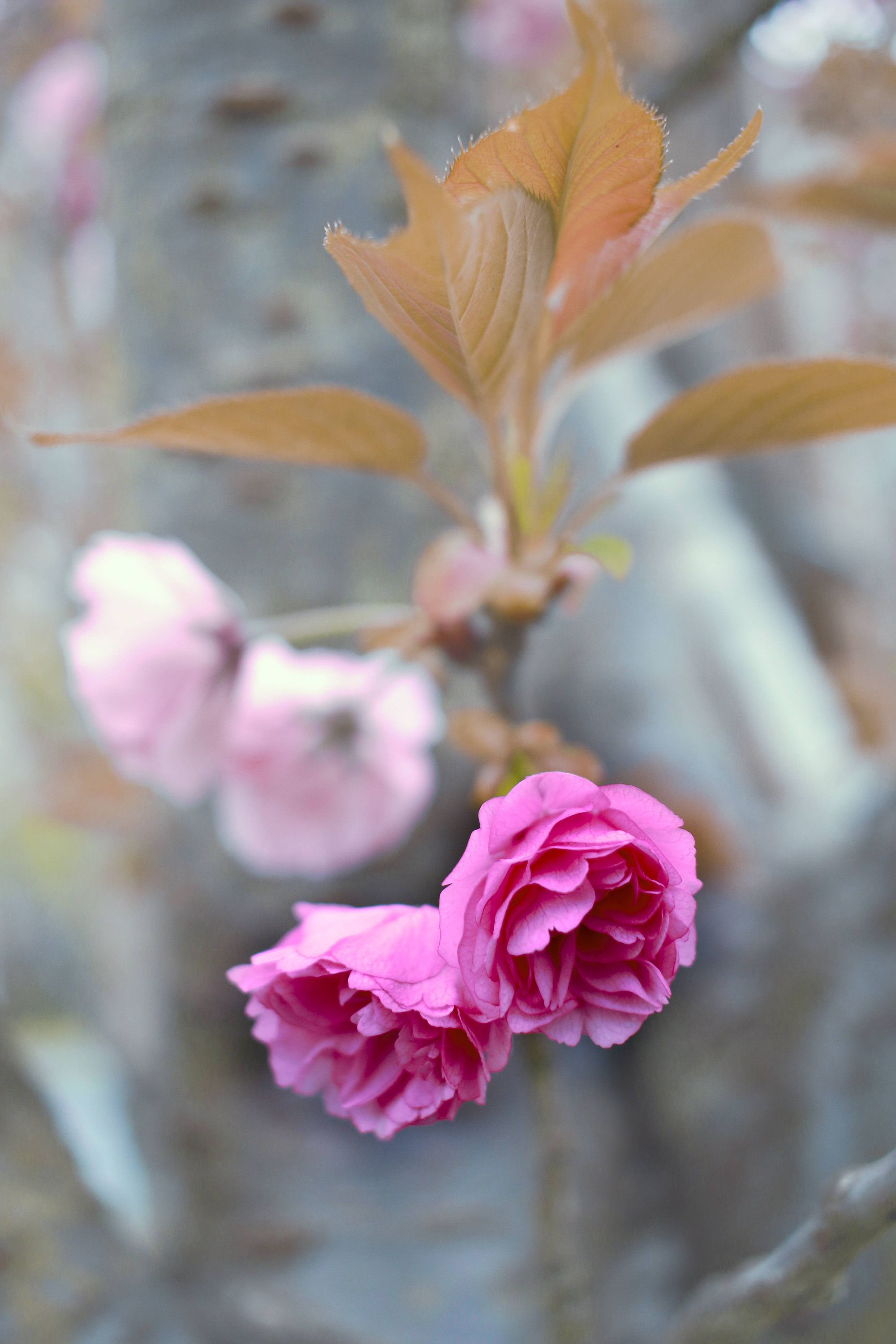 日本晚樱已盛开