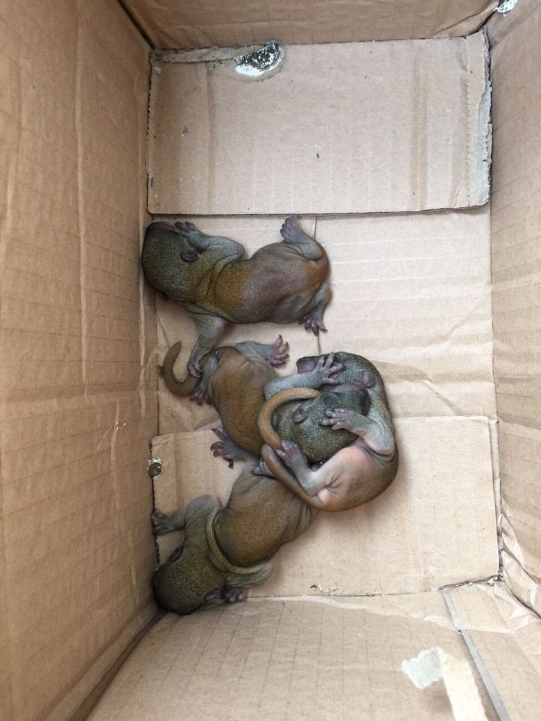 黄山松鼠便宜出一个月死了包赔