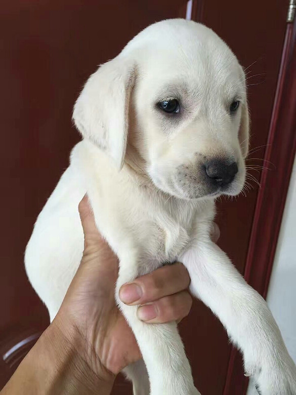 奶白色拉布拉多找粑粑麻麻