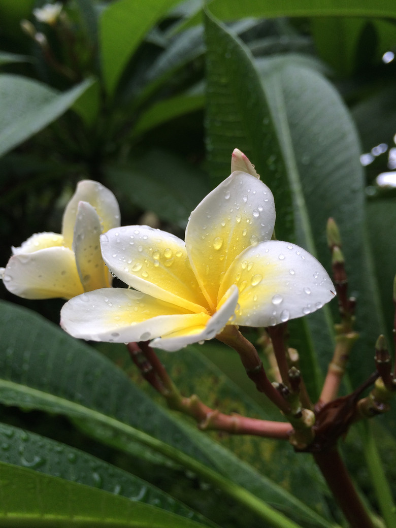 空如此生静若繁花