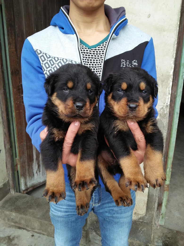猛犬来袭杜高卡斯罗罗威纳杜宾