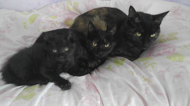 纯黑小土猫一只谢谢关注已经找到主人