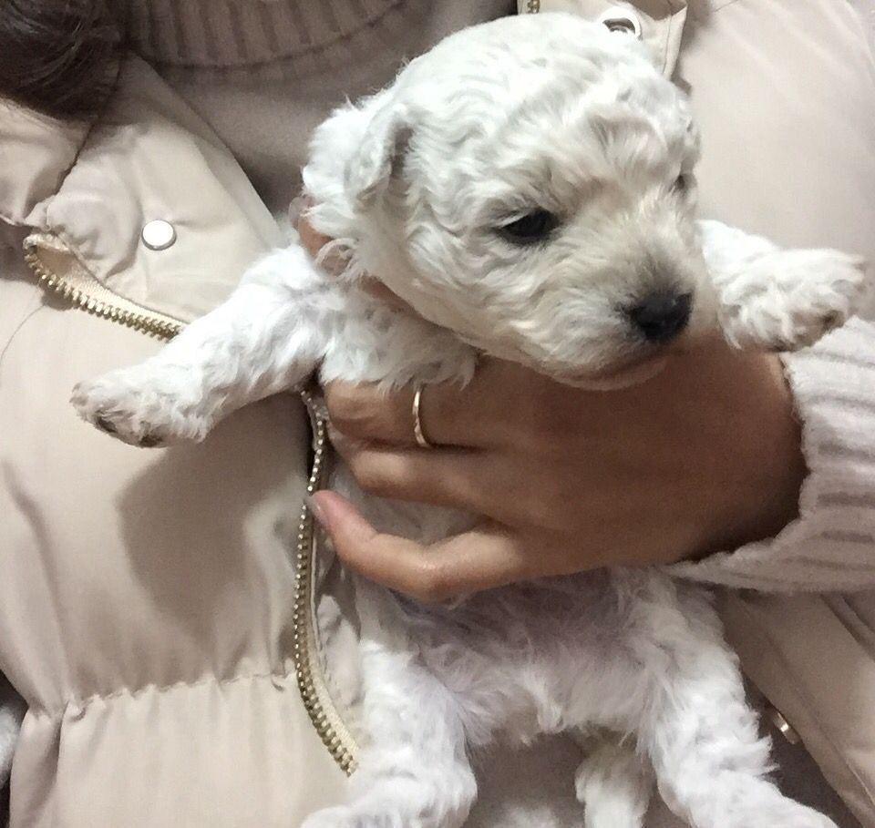 出售一个月大的比熊一只!公